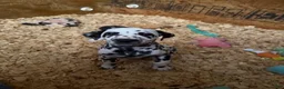 Dalmatian dogs for sale: Female 1 - Ad 4