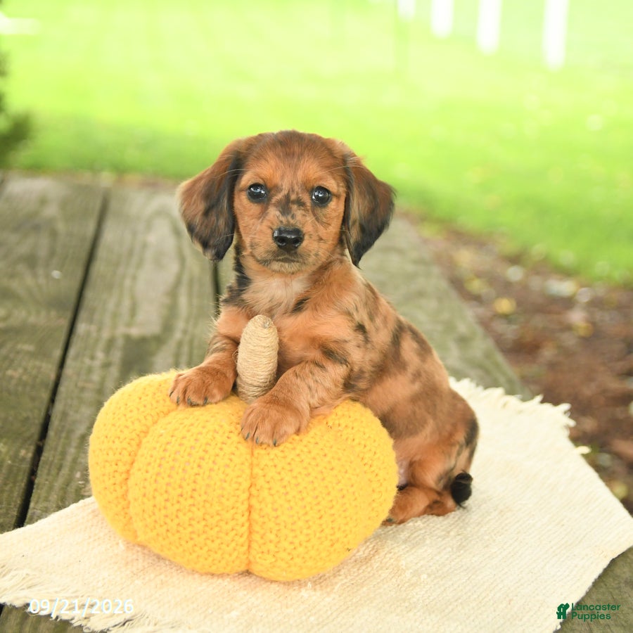 Miniature Dachshund dogs Angel - Ad 1
