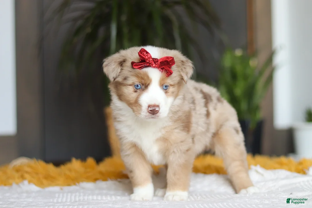 Australian Shepherd dogs for sale: Coogee - Ad 3