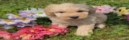 Mini Goldendoodle dogs for sale: Cinnamon  - Ad 3