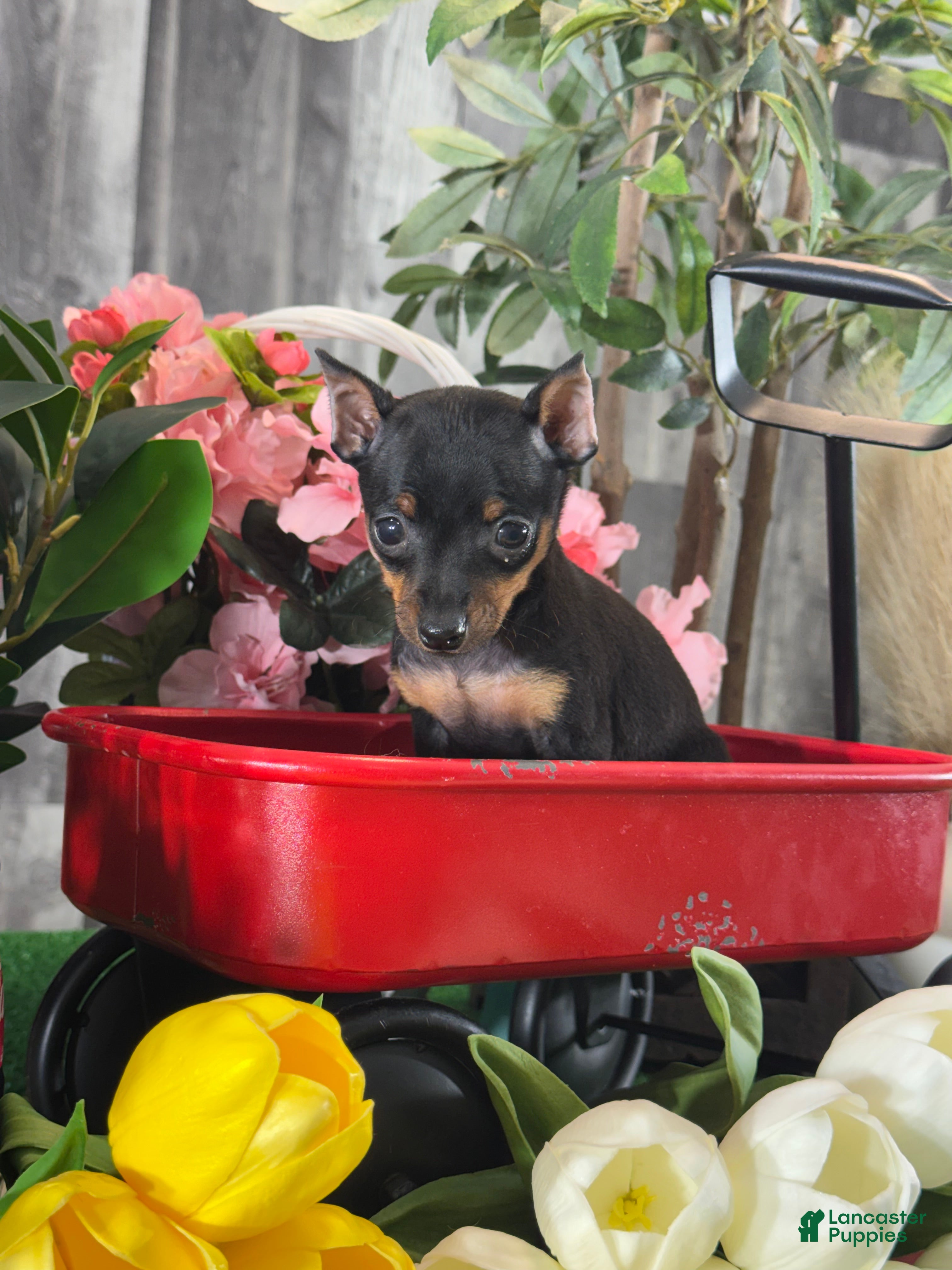 Miniature Pinscher dogs 🎀Queenie - Ad 33
