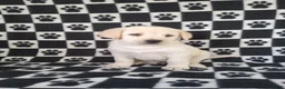 Labrador Retriever dogs for sale: Cloe - Ad 4