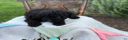 Toy Poodle dogs for sale: Captain - Ad 11