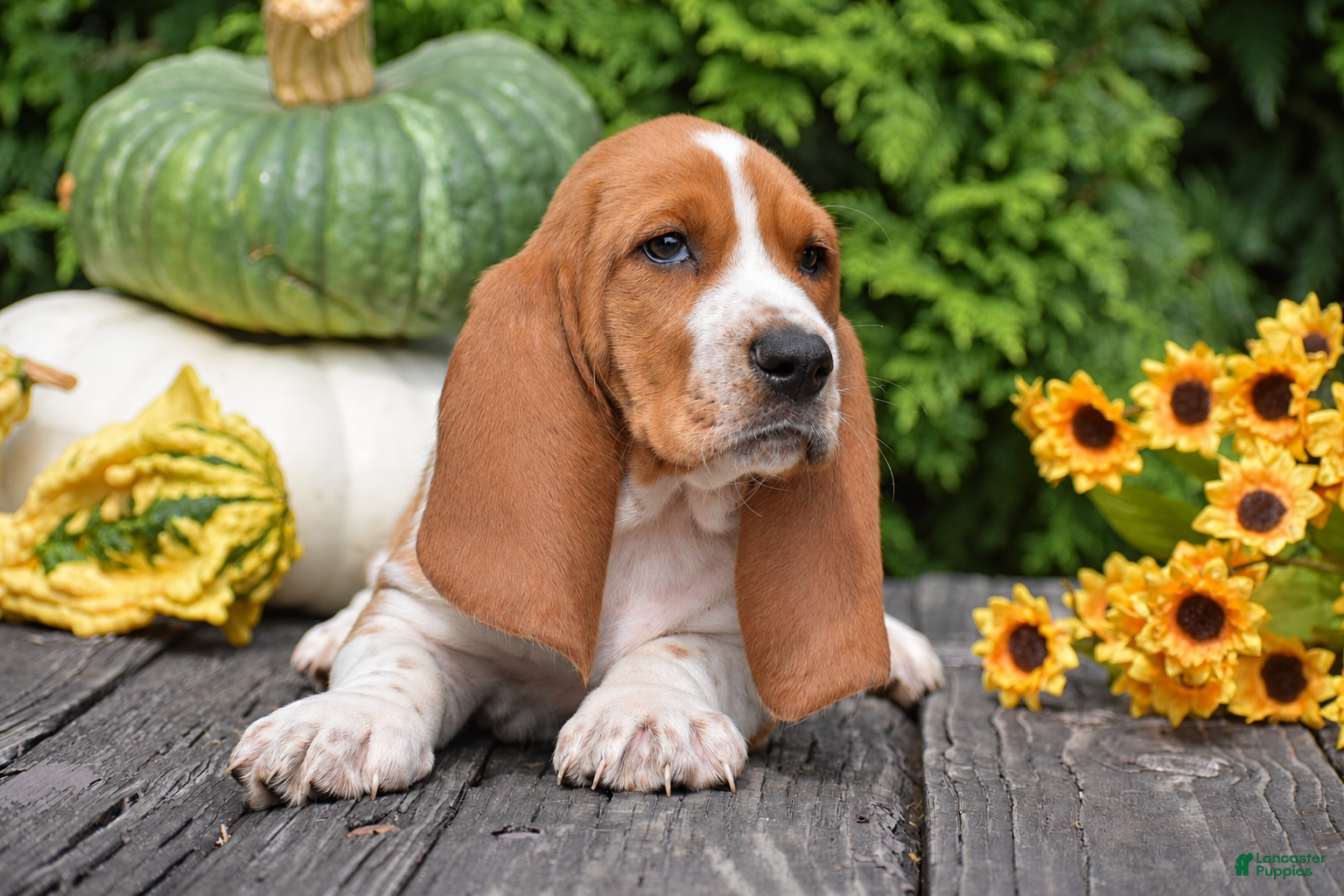 Basset Hound dogs Lewis - Ad 2