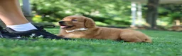 Golden Retriever dogs for sale: Ollie - Ad 8