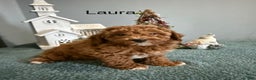 Mini Goldendoodle dogs for sale: Laura - Ad 1