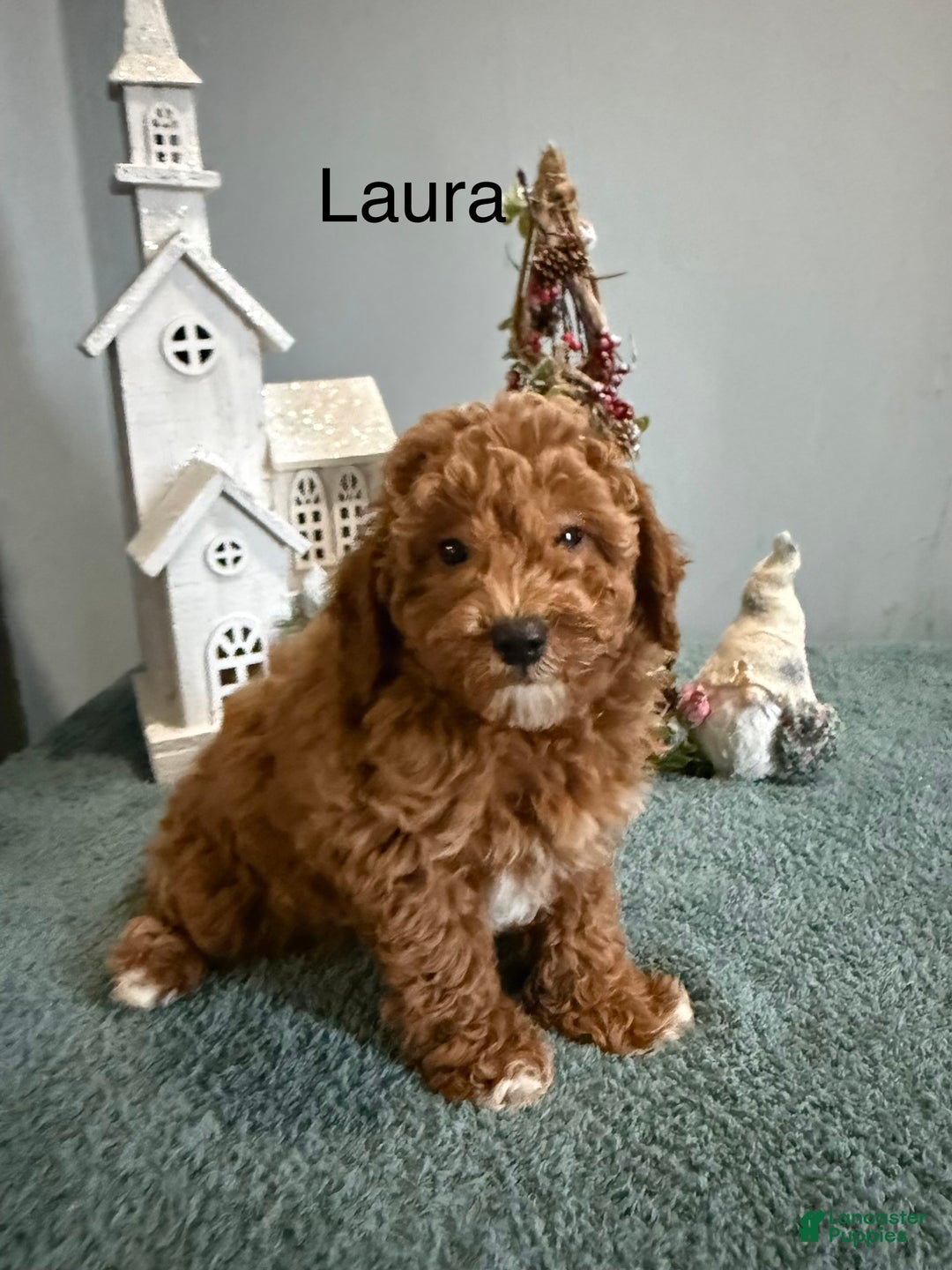 Mini Goldendoodle dogs for sale: Laura - Ad 1