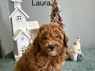 Mini Goldendoodle dogs Laura - Ad 23