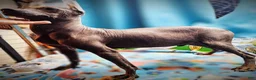 Xoloitzcuintle dogs for sale: Xoloitzcuintle Male Young adult Adolescent  - Ad 6