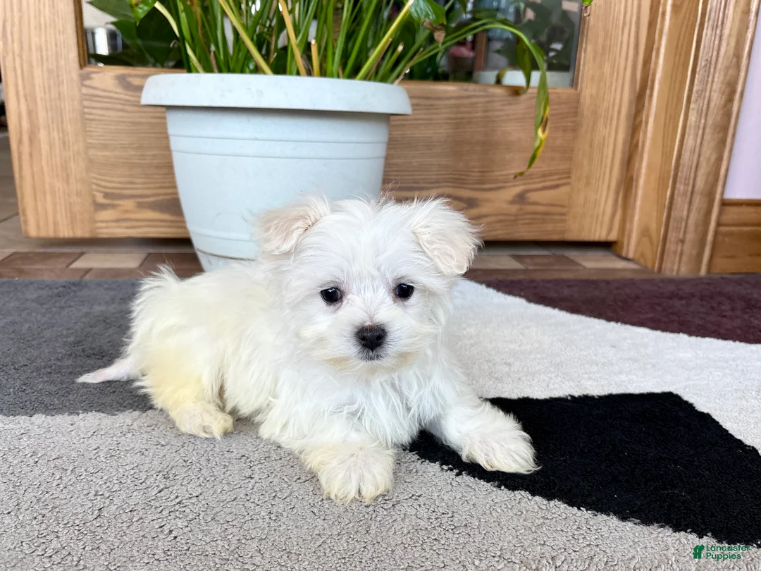 Maltese dogs for sale: Shellie - Ad 2