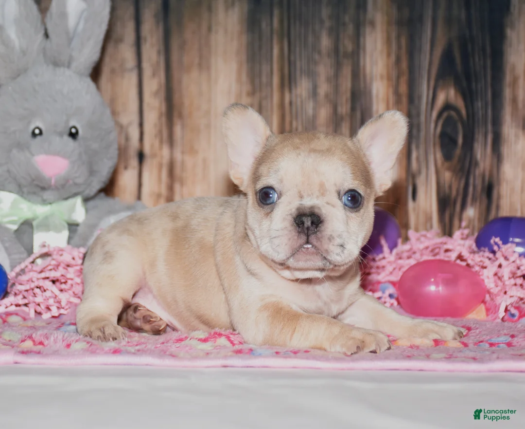 French Bulldog dogs for sale: Orlando - Ad 2