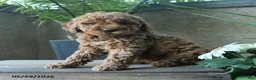 Miniature Poodle dogs for sale: Voilet - Ad 2