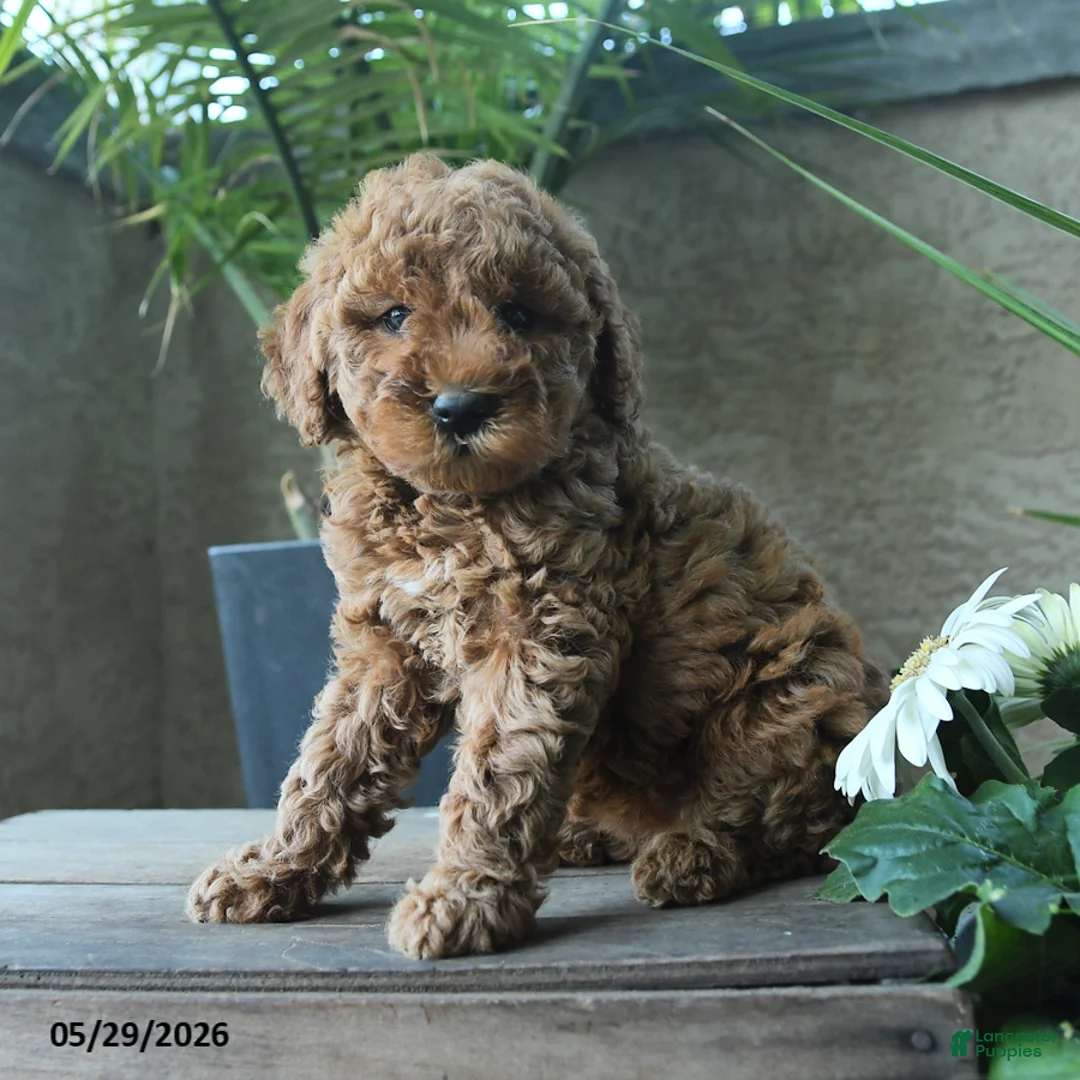 Miniature Poodle dogs for sale: Voilet - Ad 2