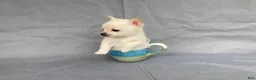 Chihuahua dogs for sale: Maisy - Ad 3