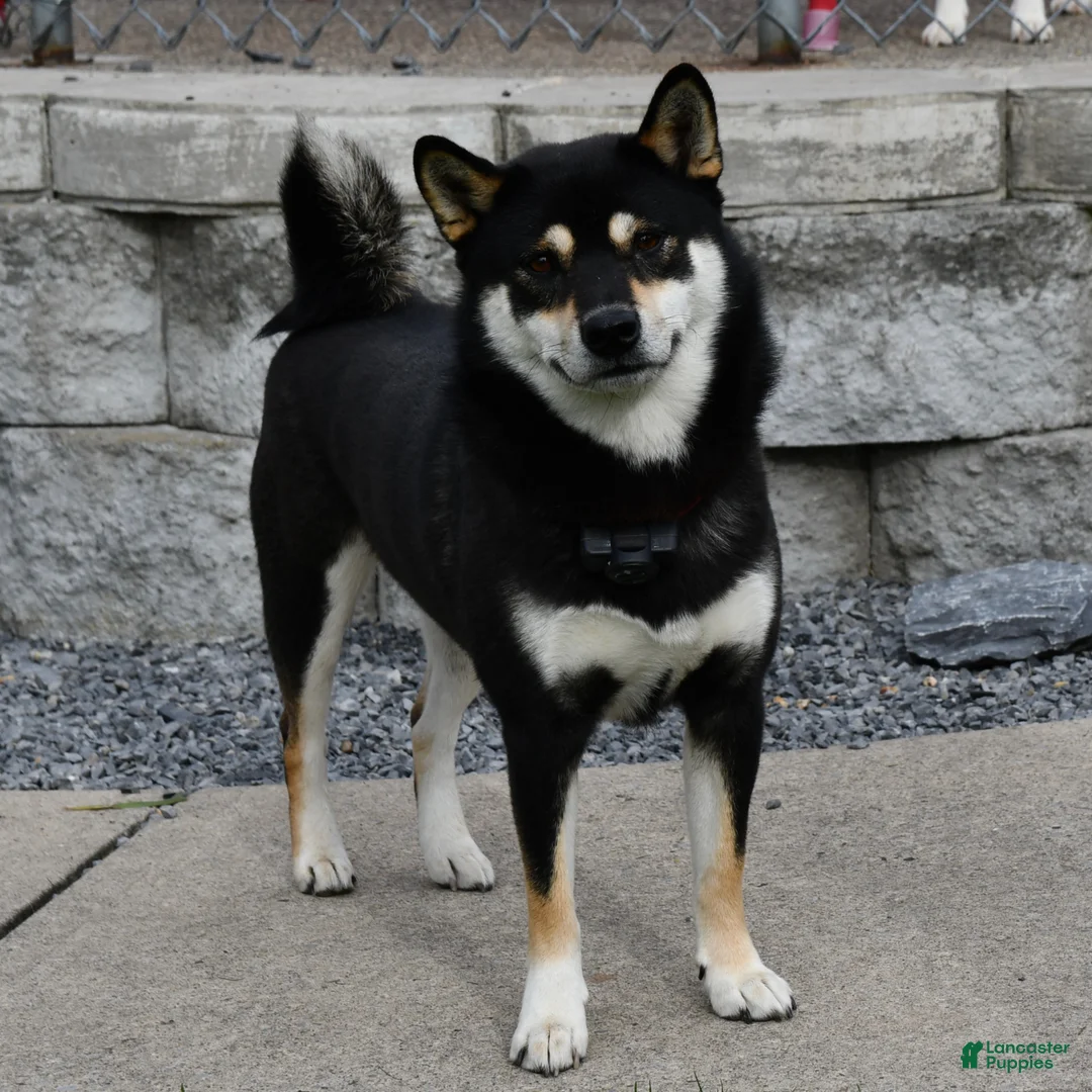 Shiba Inu dogs for sale: Tinker - Ad 6
