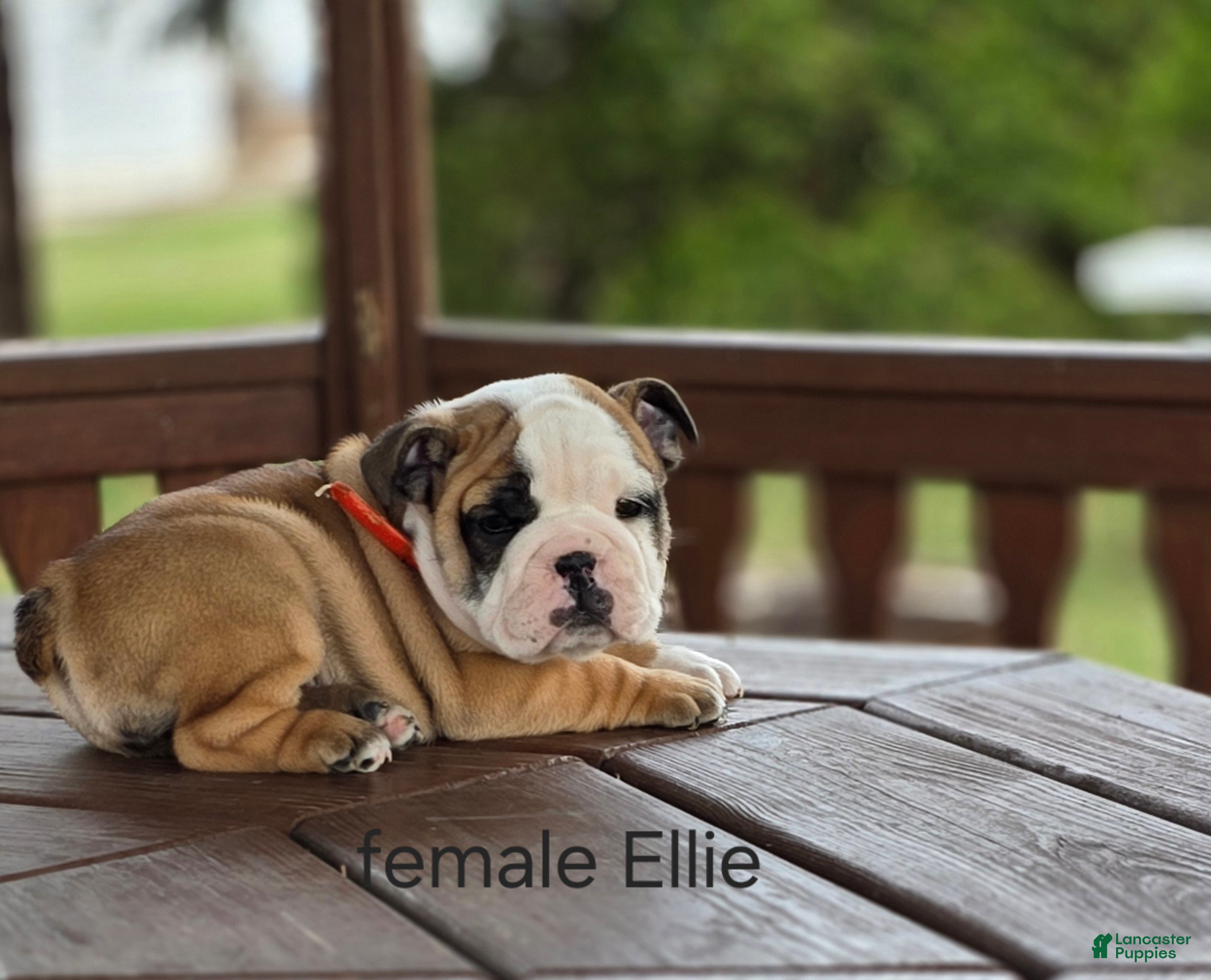 English Bulldog dogs English Bulldog Puppy 5 - Ad 2
