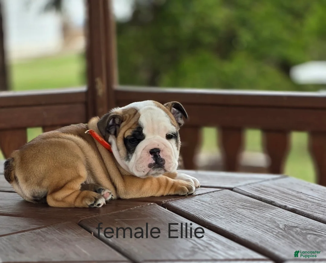 English Bulldog dogs for sale: English Bulldog Puppy 5 - Ad 2
