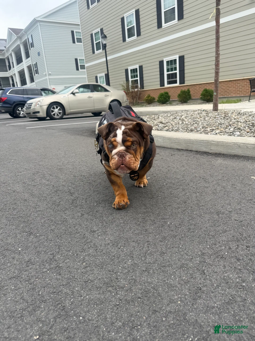 English Bulldog dogs for sale: Rubble - Ad 2