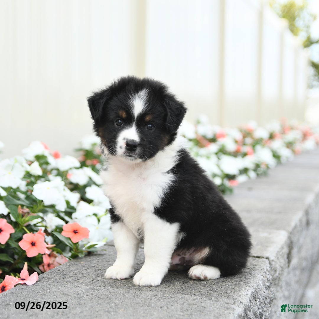 Miniature Australian Shepherd dogs for sale: Forrest - Ad 4