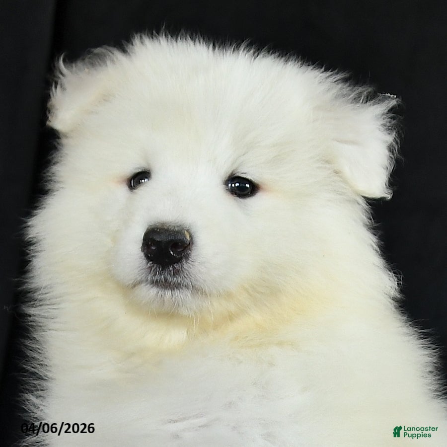 Samoyed dogs Dean - Ad 2