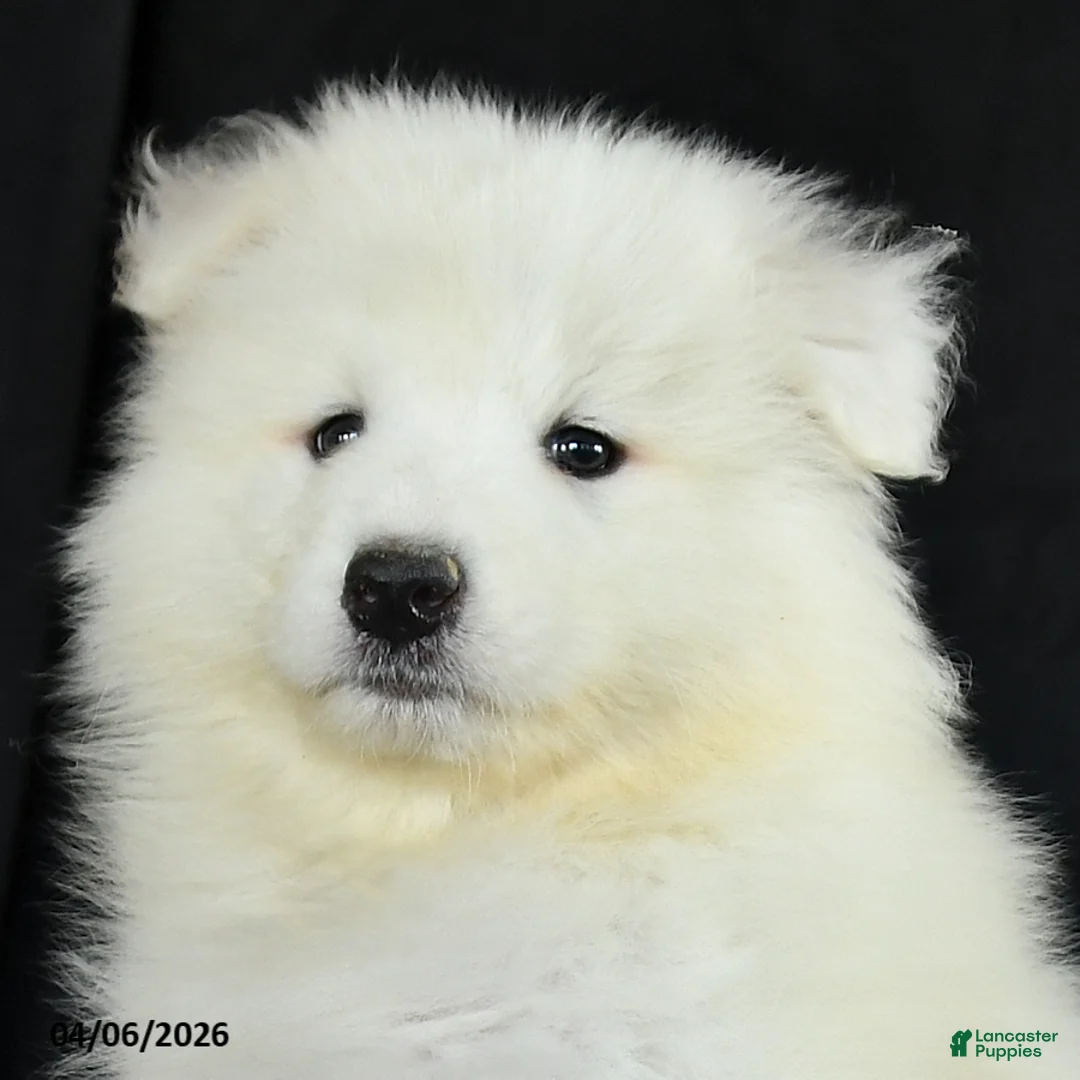 Samoyed dogs for sale: Dean - Ad 2