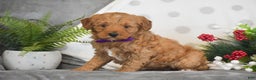 Mini Goldendoodle dogs for sale: Rachel - Ad 3