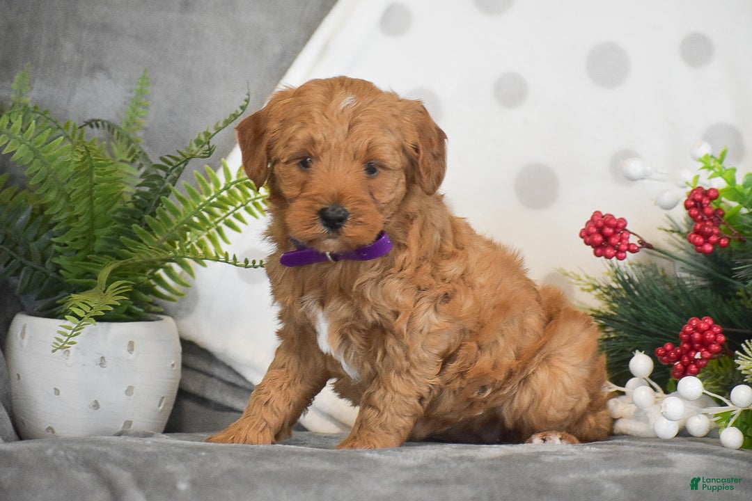 Mini Goldendoodle dogs for sale: Rachel - Ad 3