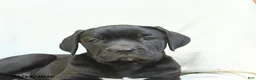 Cane Corso dogs for sale: Barbie - Ad 5