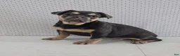 French Bulldog dogs for sale: Maxine - Ad 3