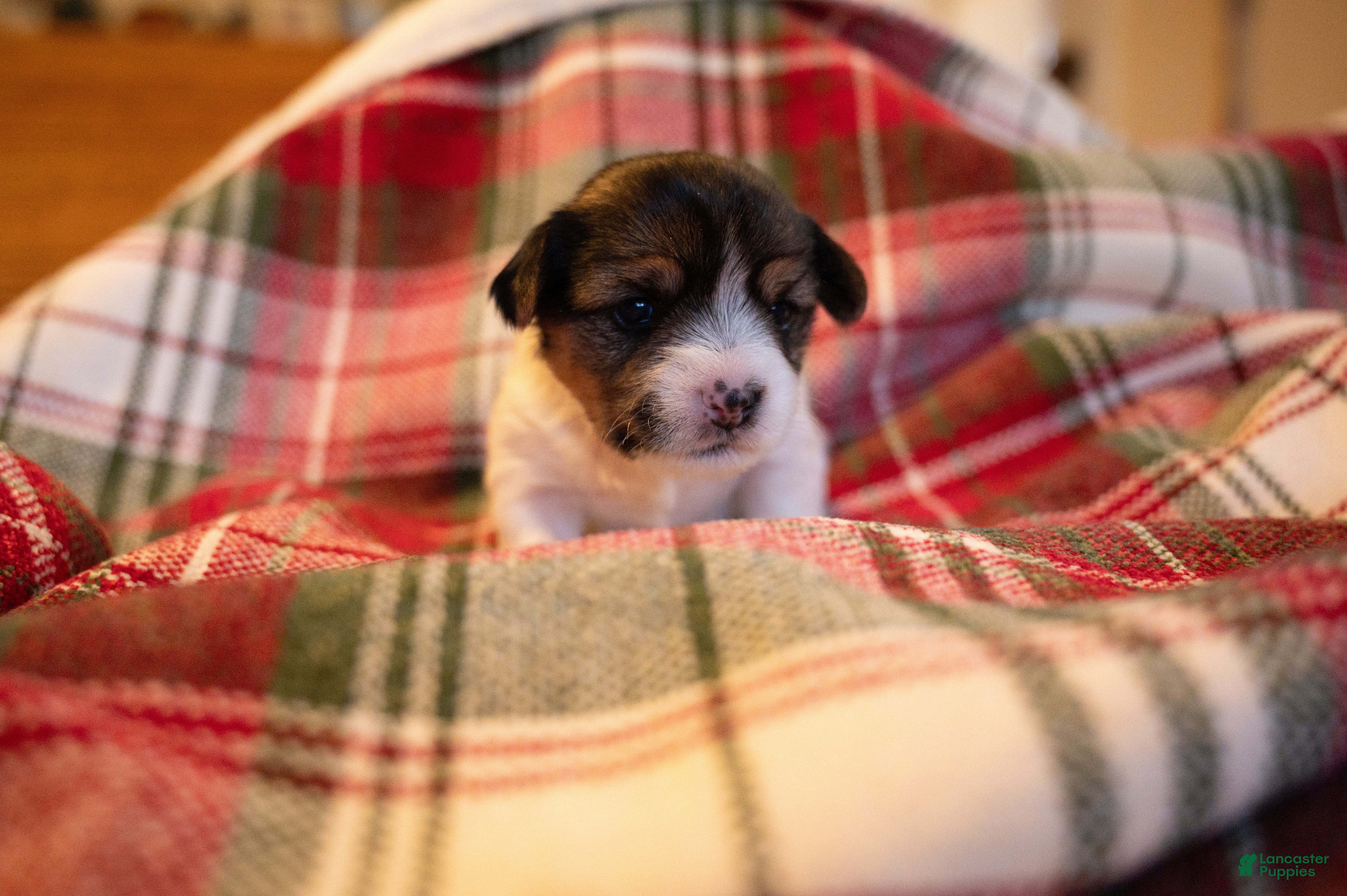 Mixed Breed dogs Maise - Ad 31