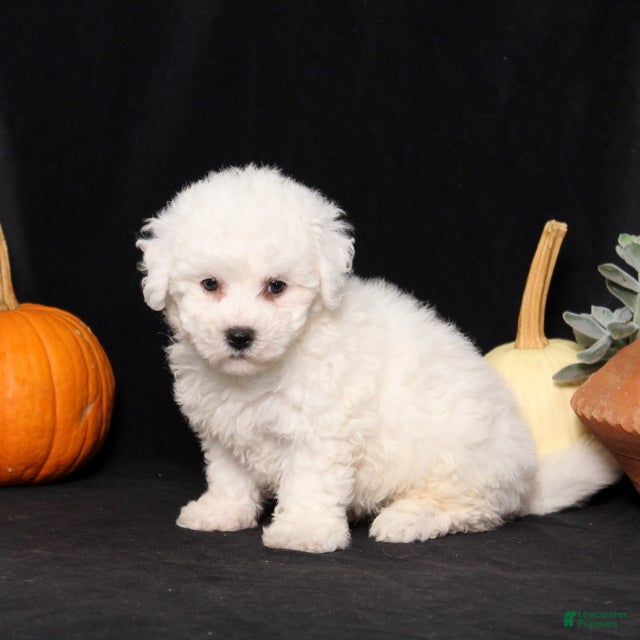 Bichon Frise dogs Little Luna - Ad 2