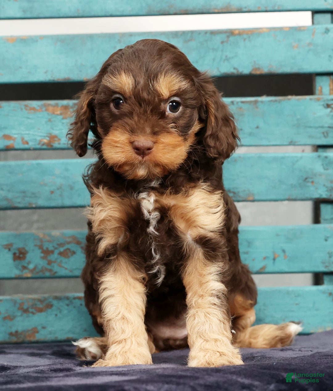 Cavapoo dogs for sale: April - Ad 8