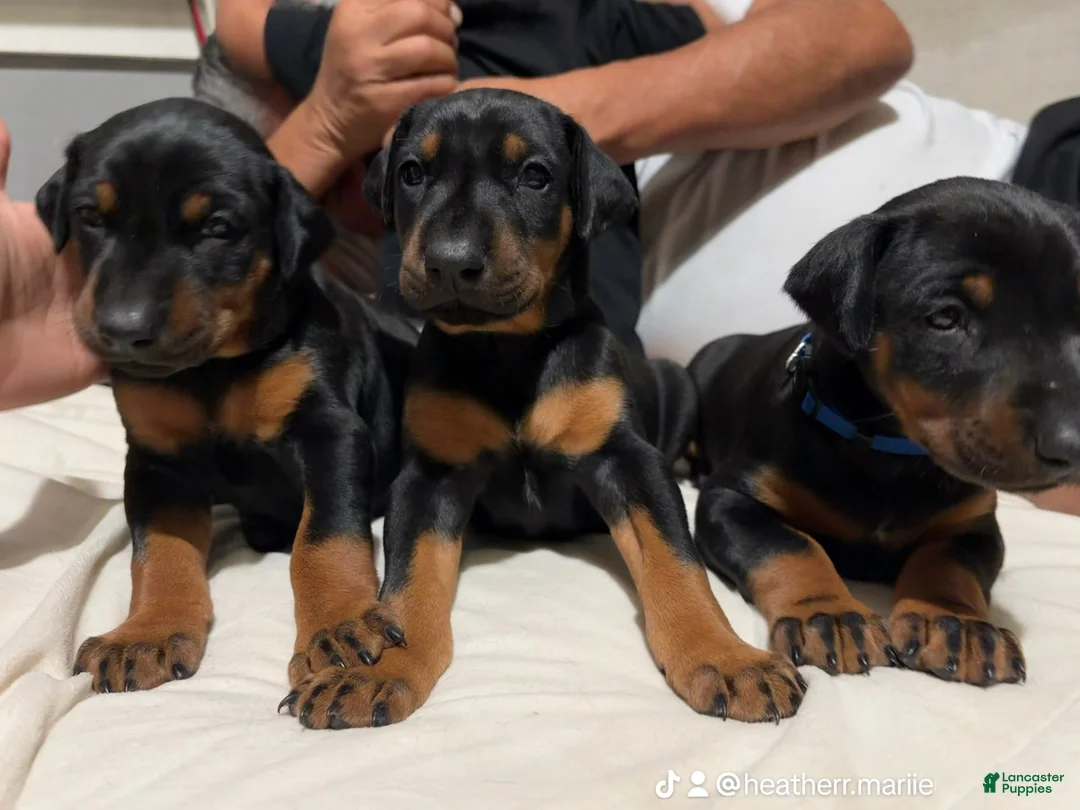 Doberman Pinscher dogs for sale: Pink Collar Dobie - Ad 2