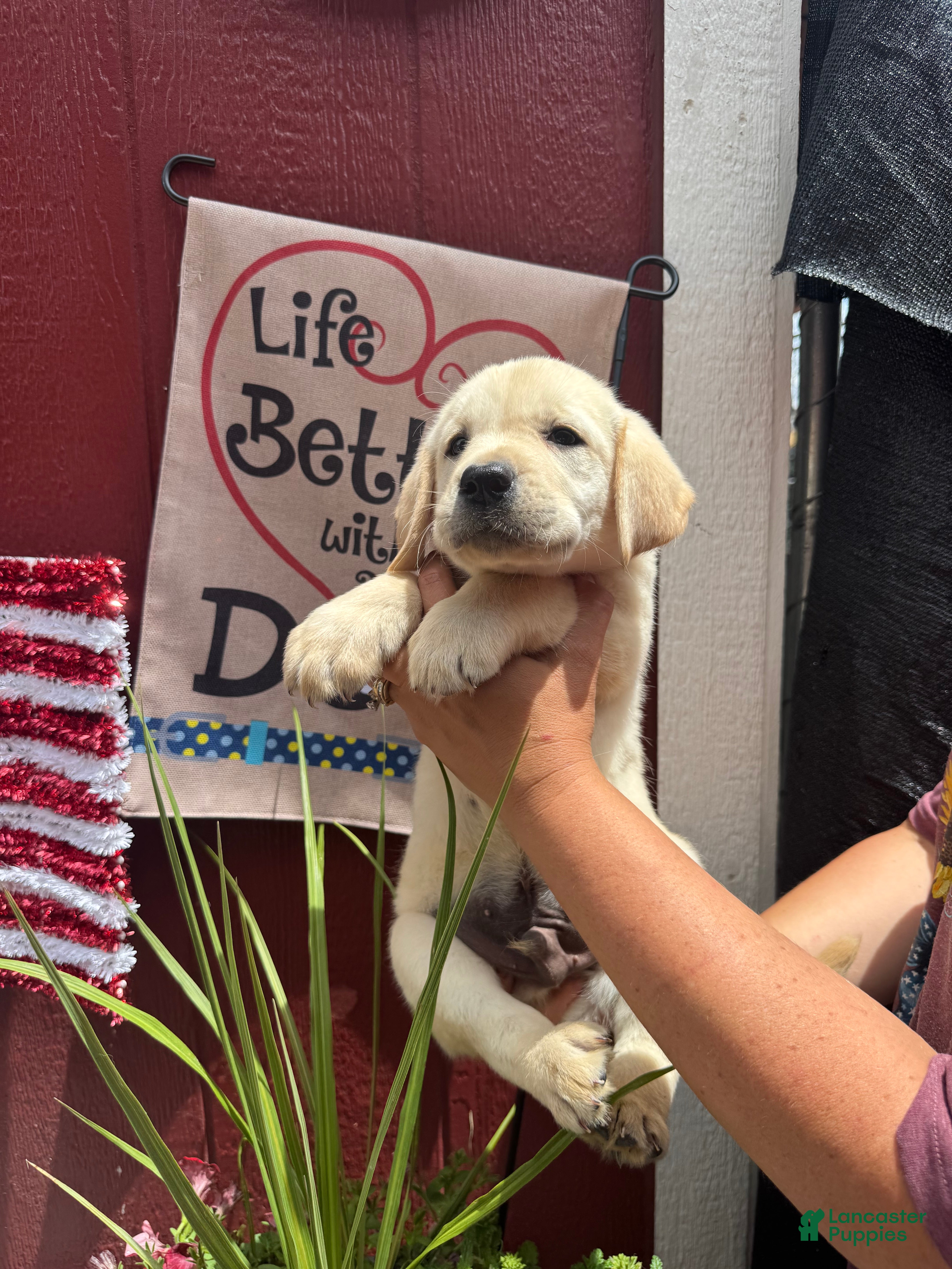 Labrador Retriever dogs for sale: Labrador Retriever Puppy 3 - Ad 5