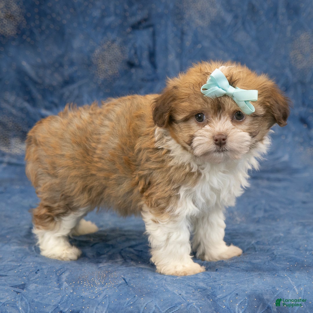 Havanese dogs for sale: Zues - Ad 2