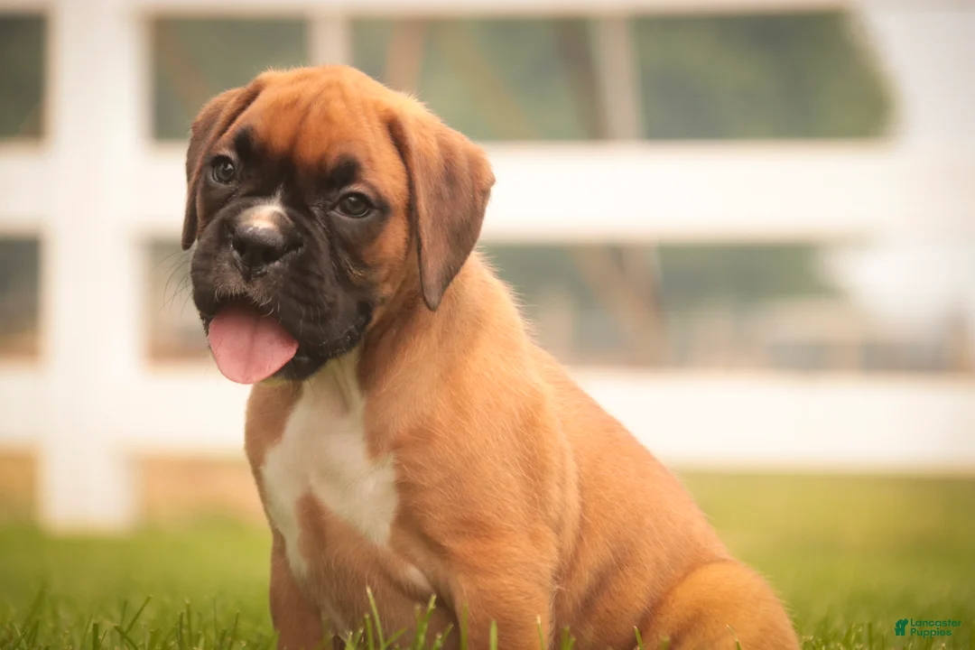 Boxer dogs for sale: Cassie - Ad 1