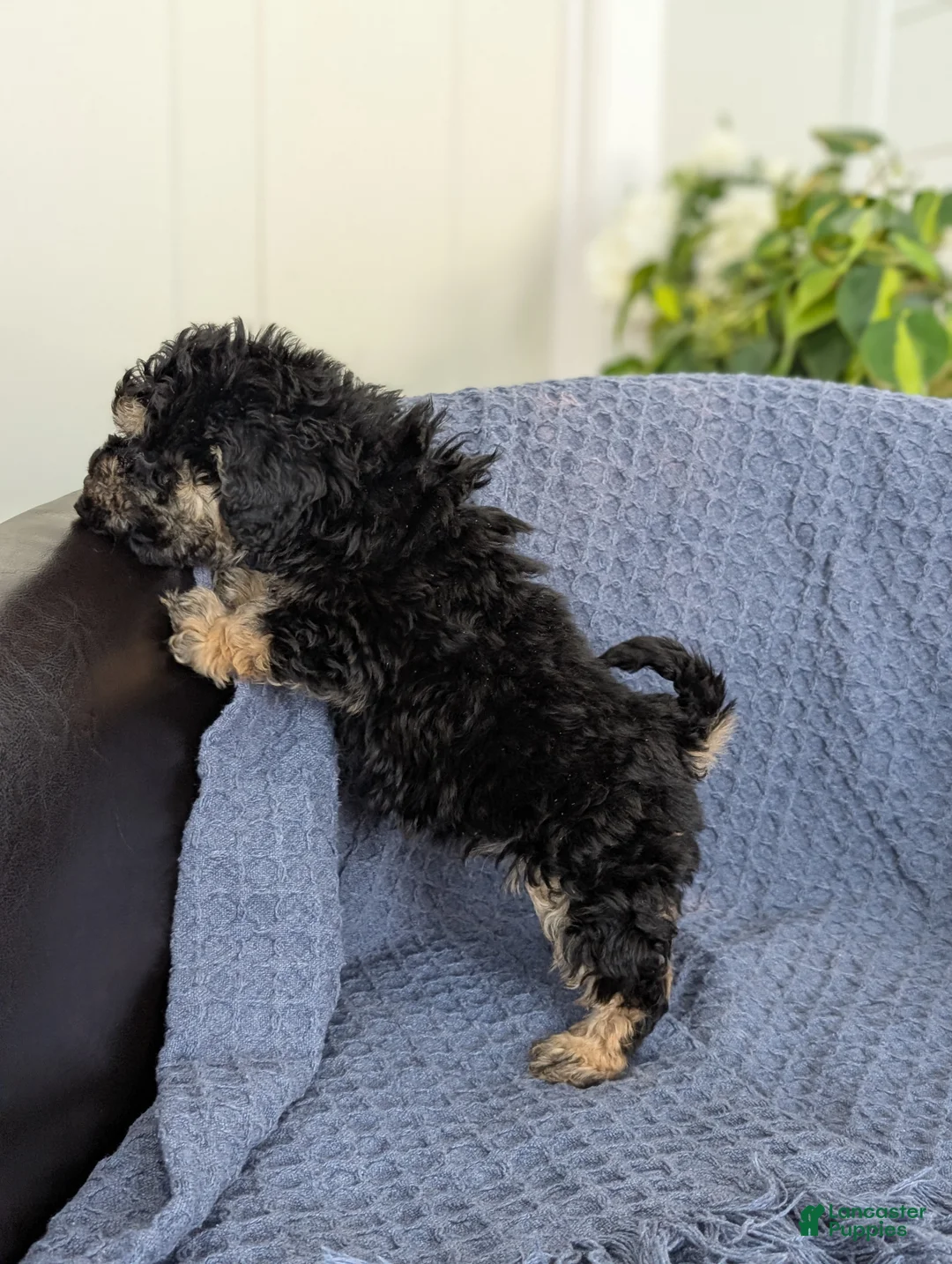 Cockapoo dogs for sale: Tiny Atlas - Ad 6