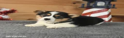 Welsh Corgi Pembroke dogs for sale: Samuel Adams - Ad 4