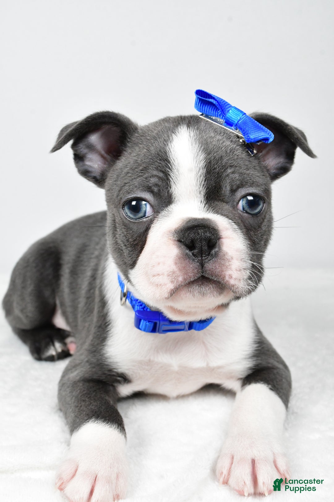 Boston Terrier dogs for sale: Griffin - Ad 6