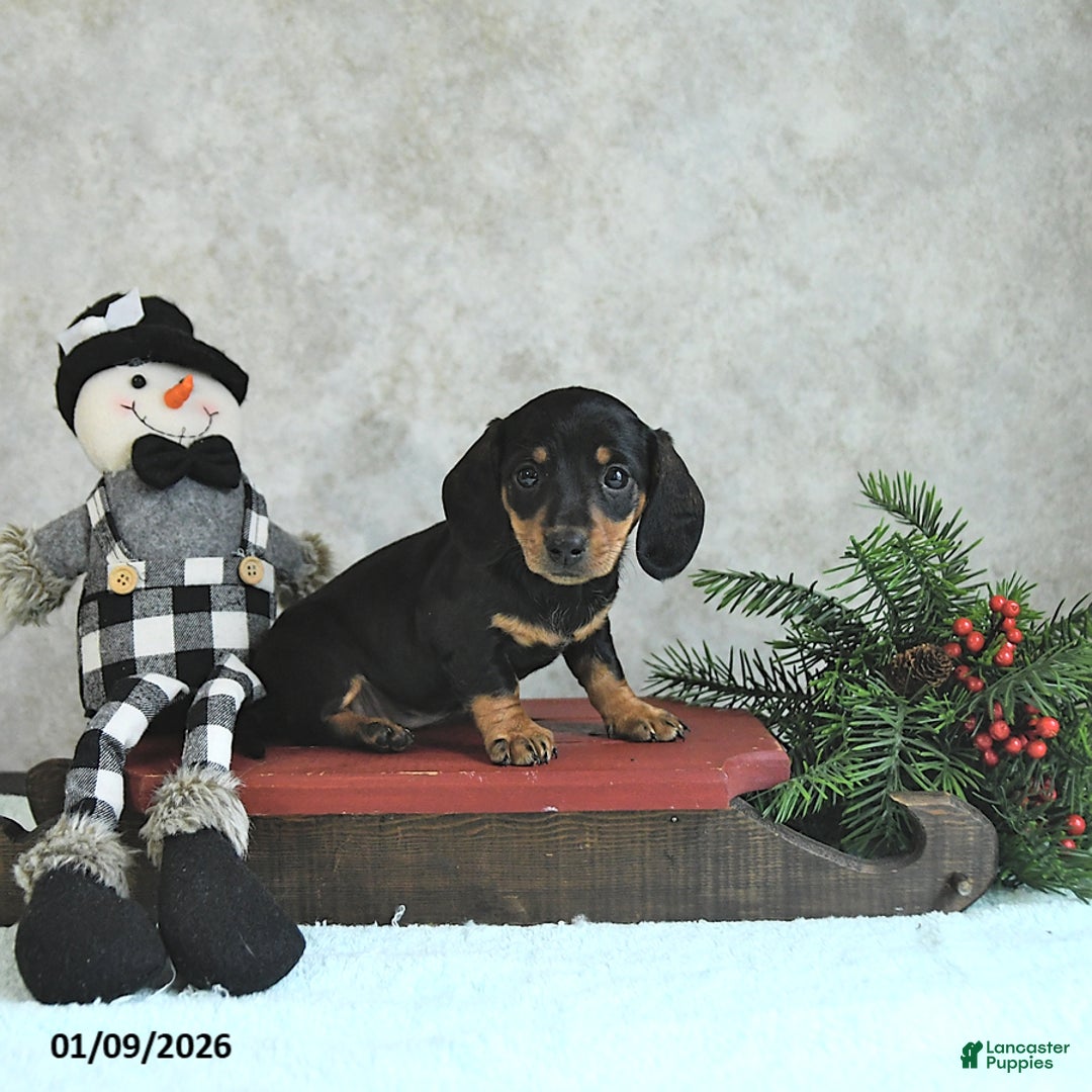 Miniature Dachshund dogs for sale: Lilly - Ad 5