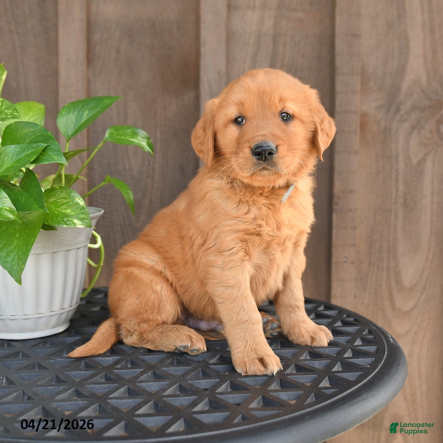Golden Retriever dogs for sale: Rex - Ad 4