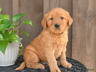 Golden Retriever dogs for sale: Rex - Ad 4
