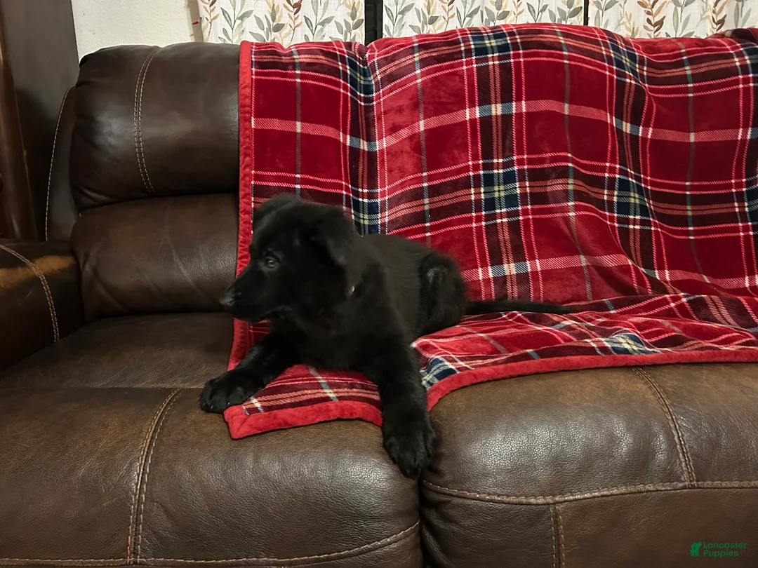 German Shepherd dogs for sale: Cody/Willow Purple - Ad 7