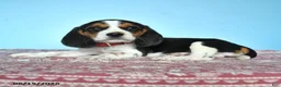 Beagle dogs for sale: Warren - Ad 4