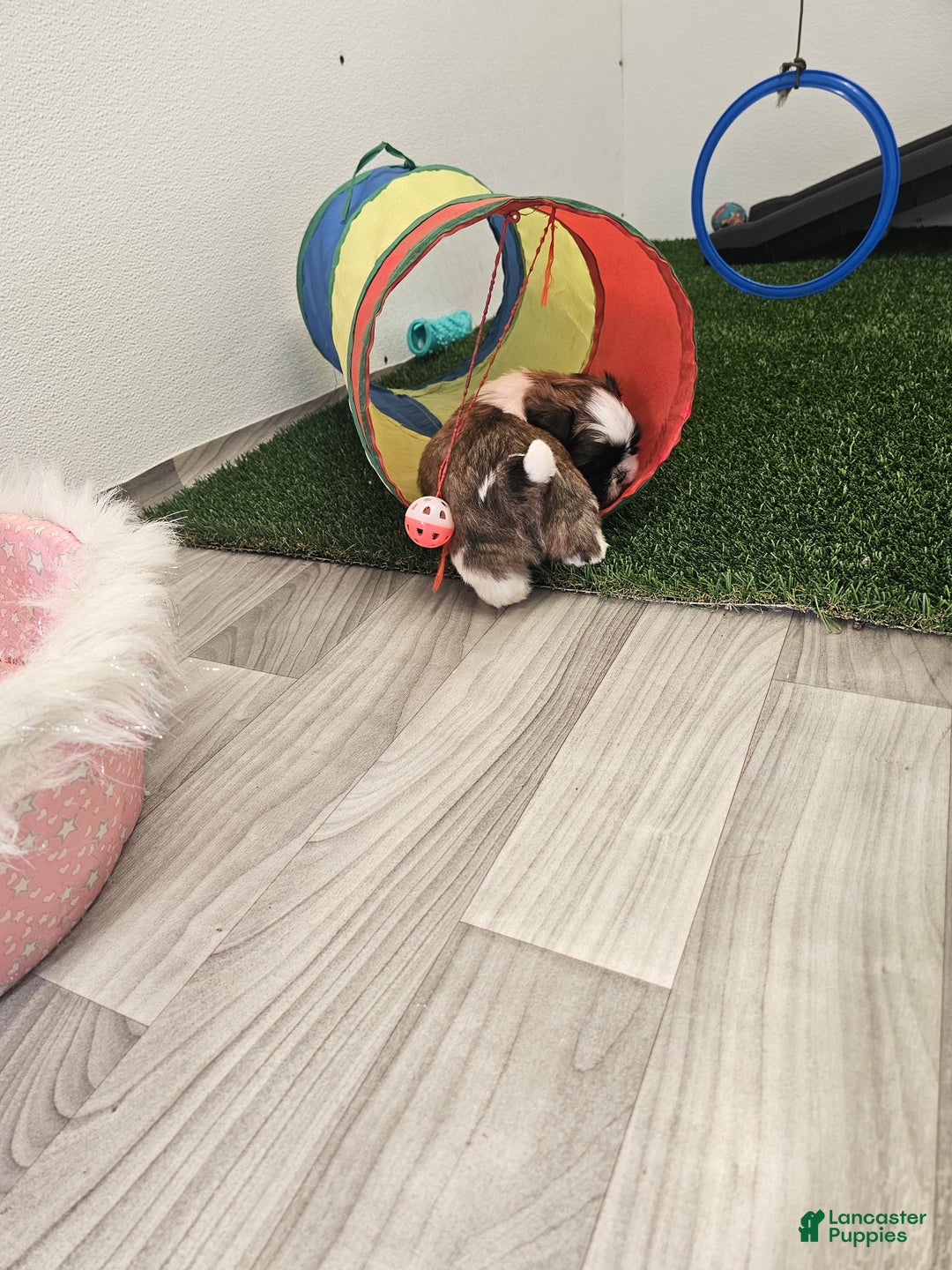 Shih Tzu dogs for sale: Gordon Ckc - Ad 10