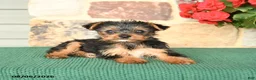 Yorkshire Terrier dogs for sale: Hibiscus - Ad 3