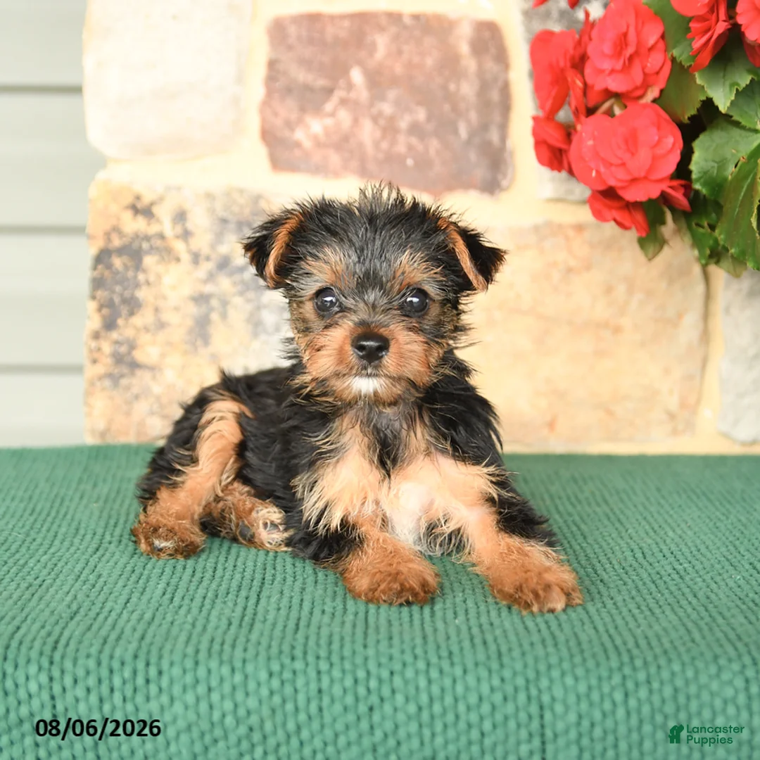 Yorkshire Terrier dogs for sale: Hibiscus - Ad 3