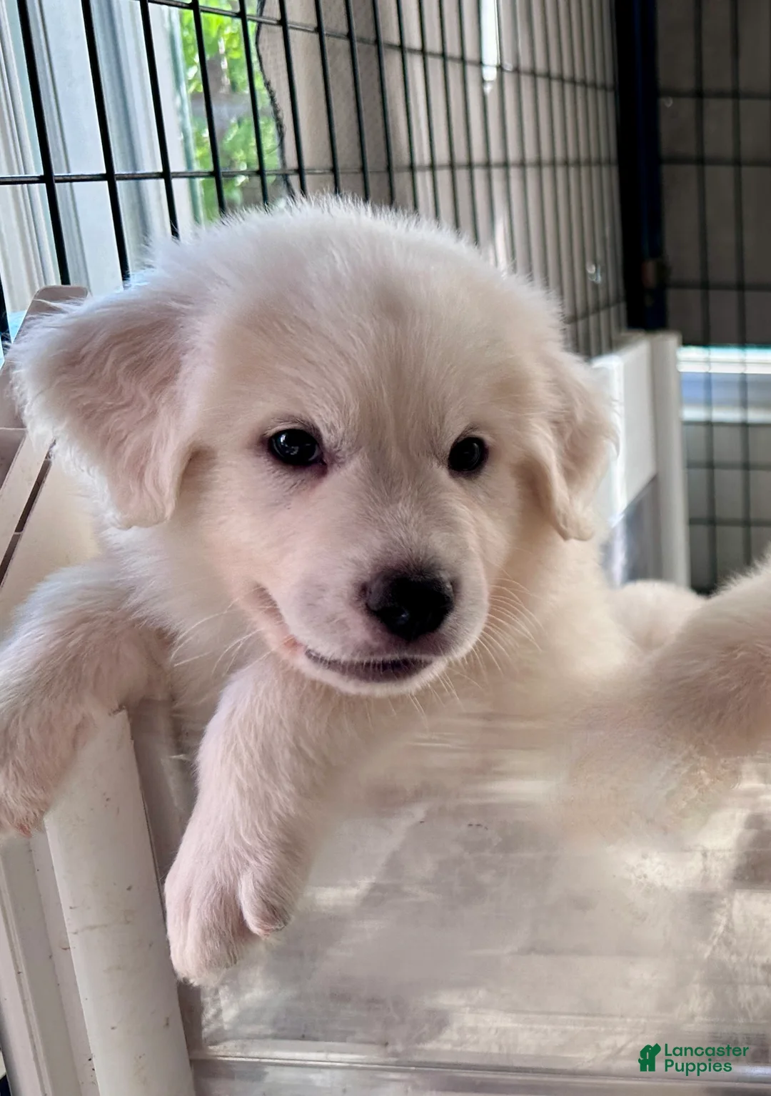 Great Pyrenees dogs for sale: AKC Camellia - Ad 2