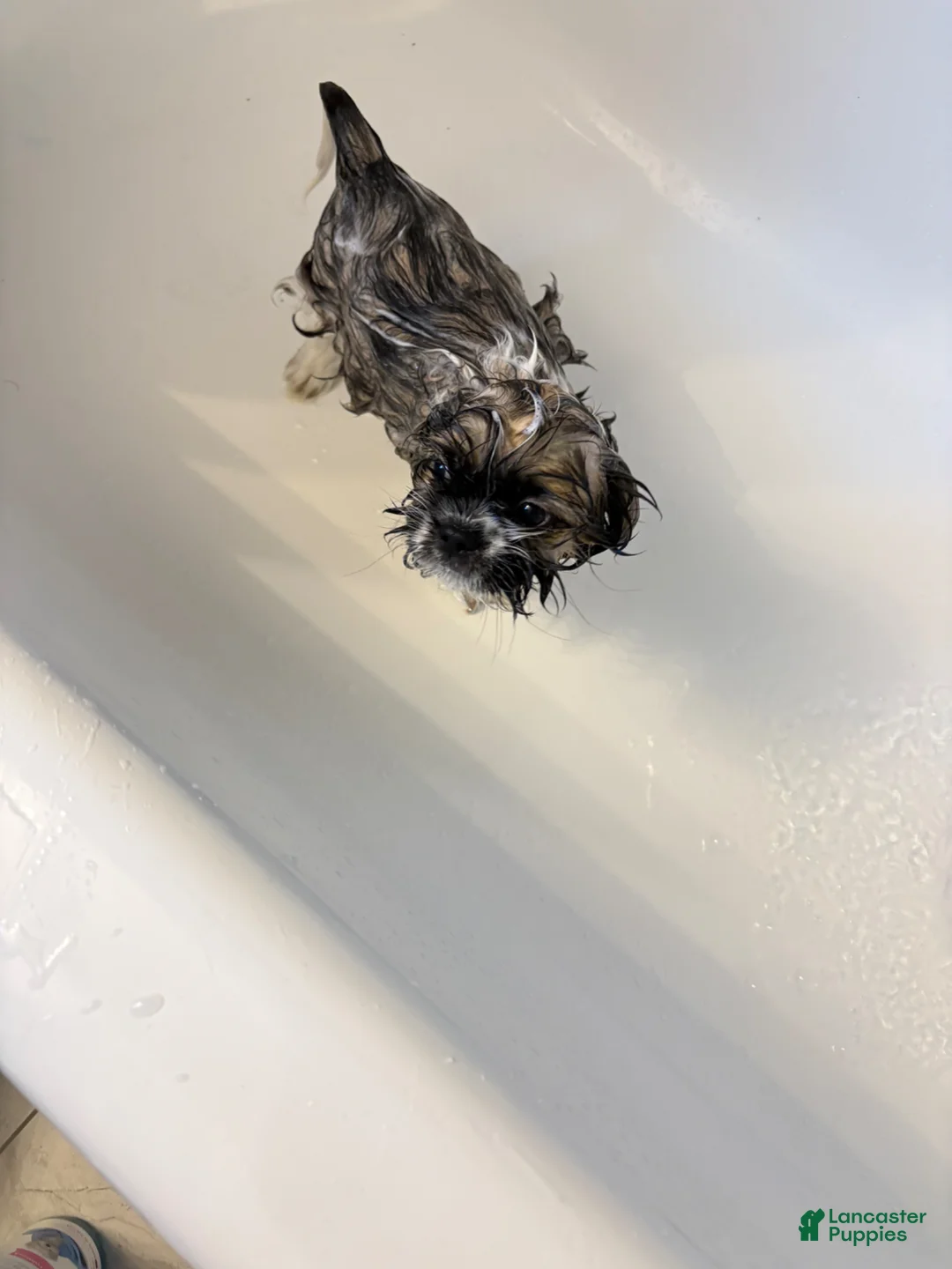 Shih Tzu dogs for sale: Louie  - Ad 2