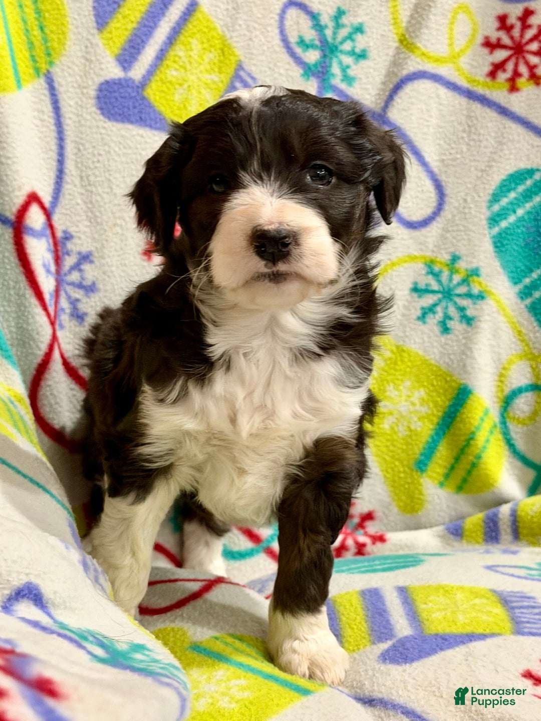 Mini Aussiedoodle dogs for sale: Kelsey - Ad 5